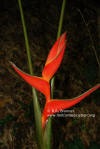 Heliconia orthotricha 'Colombian Orange'